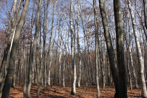 木の葉が落ちて明るい林