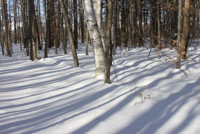 雪景色の樹木園
