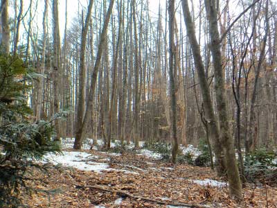 雪融けすすむ樹木園