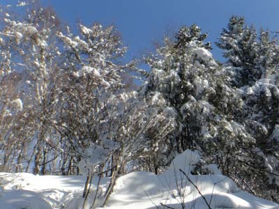 木々の枝にも雪