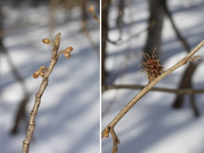 マンサクの冬芽と虫こぶ