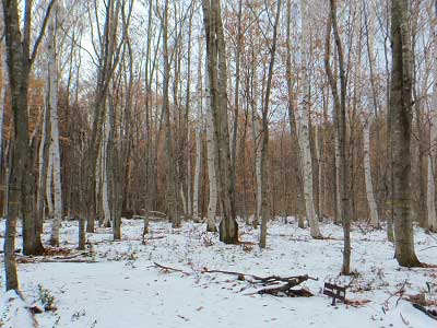 雪積もる樹木園
