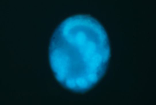 オナシカワゲラの胚(DAPI)